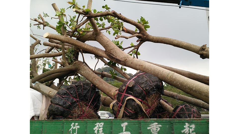 移植前用土球包覆樹木根部。